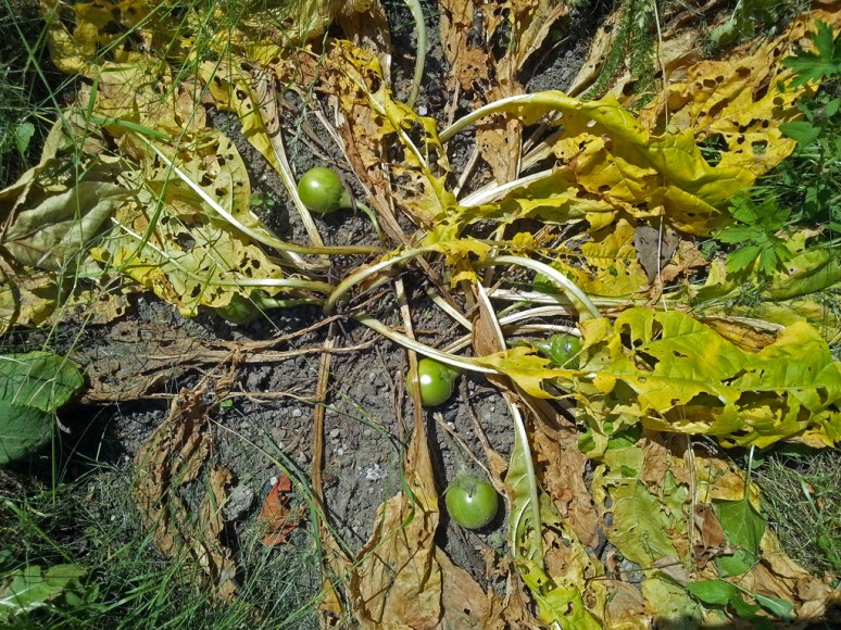 alraune - grosse anstrengung!