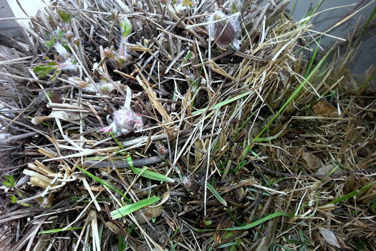 küchenschelle aktuell wp